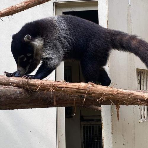 Decomiso y Liberación de Fauna 