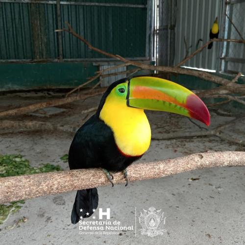 Liberación Fauna 